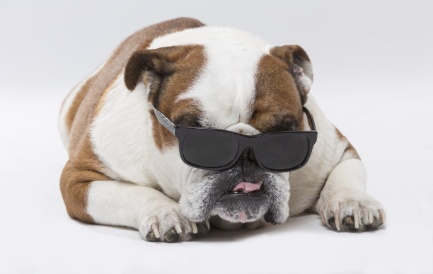 画室肖像的一个富有表现力的英国斗牛犬狗与太阳镜图片下载