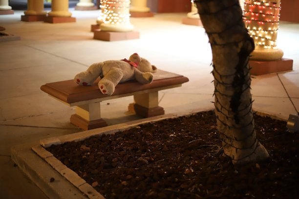 休息的熊图片下载