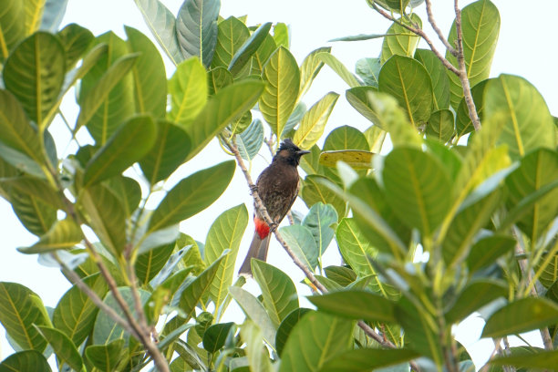 亚洲的一种红色白头鹎图片下载