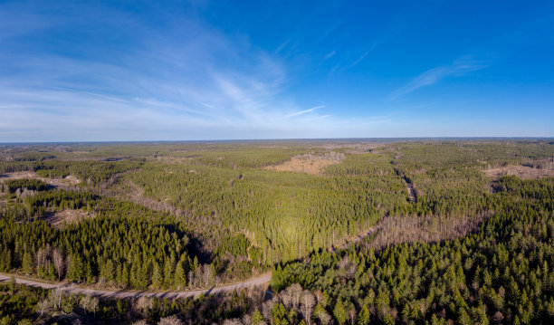 森林景观图片下载