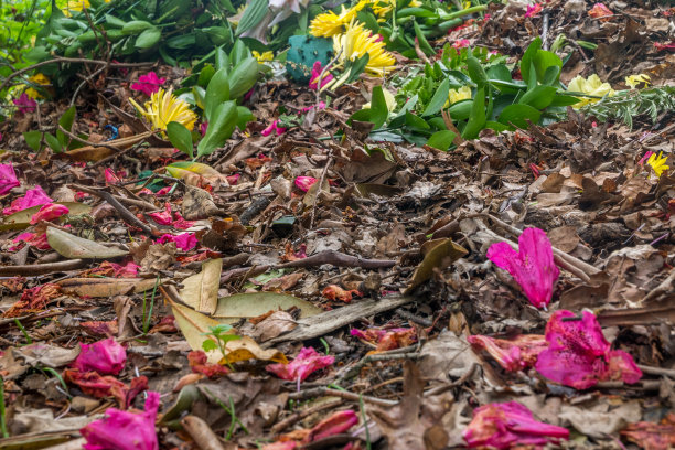 落在地上的花。图片下载