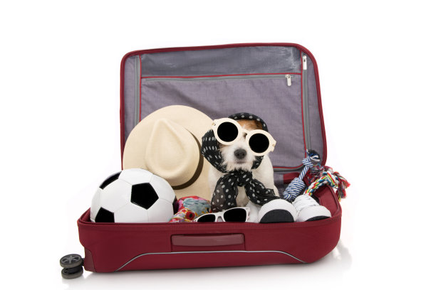 狗在一个红色的现代行李或手提箱里戴着太阳镜去夏天度假。孤立的白色背景。图片下载