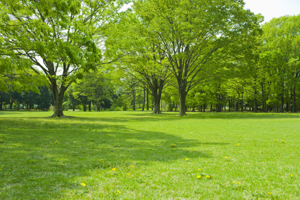 花园的草坪上图片下载