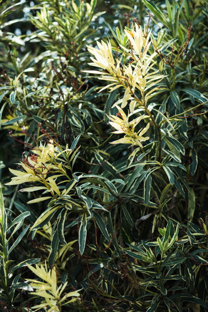 嫩绿的小树叶在大自然的背景上图片下载