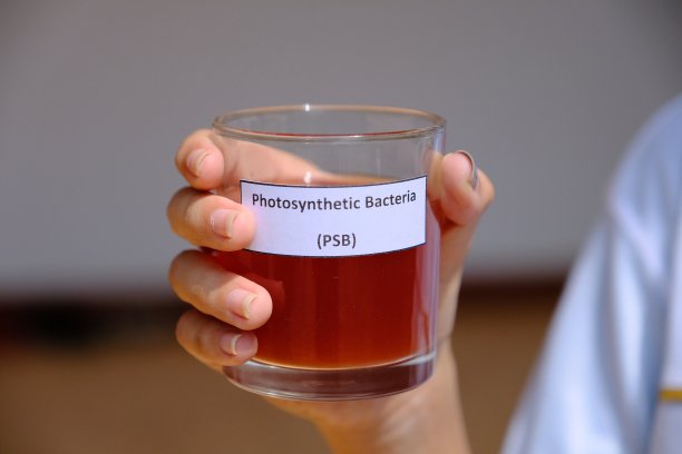 光合细菌的红色液体溶液有助于提高农业生产力。图片下载