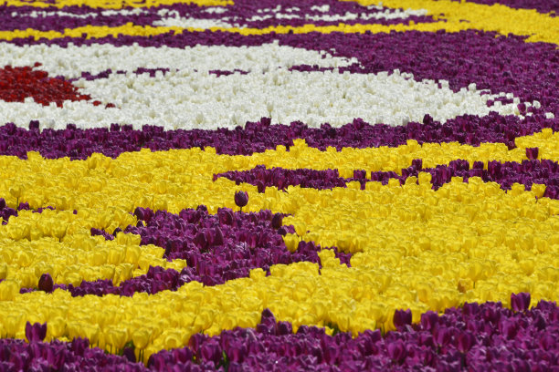 五颜六色的插花与各种各样的郁金香图片下载