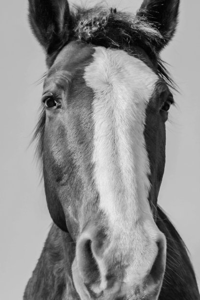 年轻的马回头看，特别的马看，自拍。图片下载