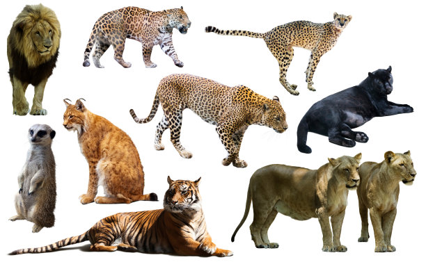 一群野生哺乳动物被隔离在白色之上图片下载