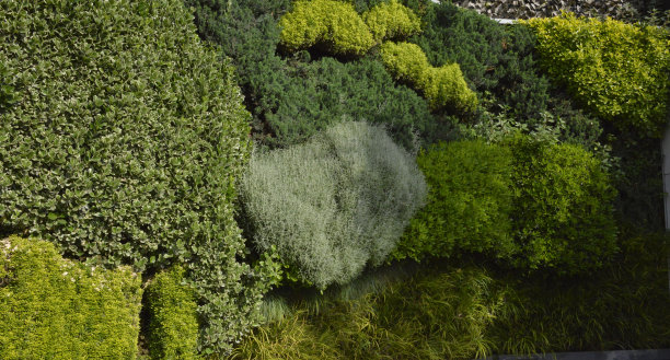 绿色墙的细节，由针叶树、常青树和多年生植物制成图片下载