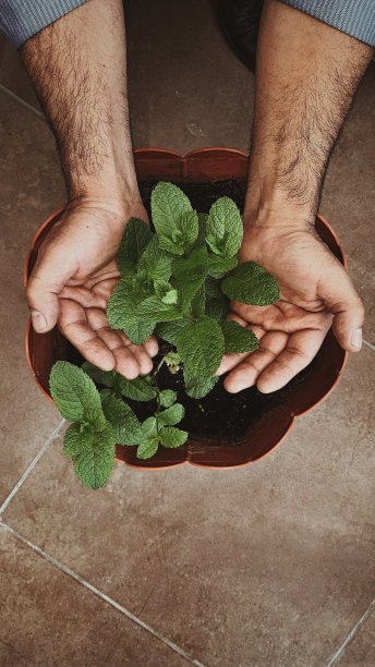 男人拿着新鲜的薄荷叶图片下载