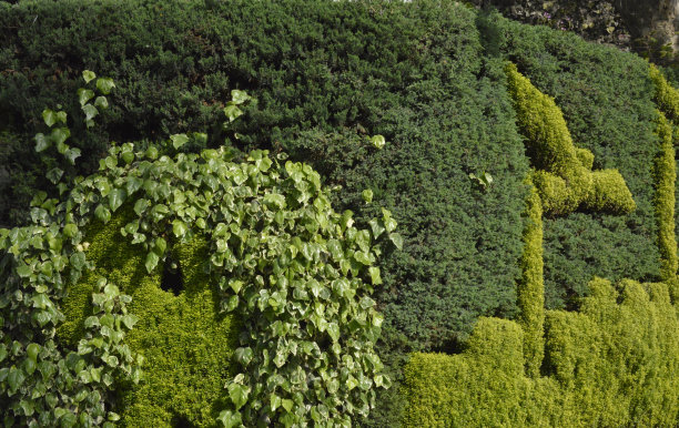 绿色墙的细节，由针叶树、常青树和多年生植物制成图片下载