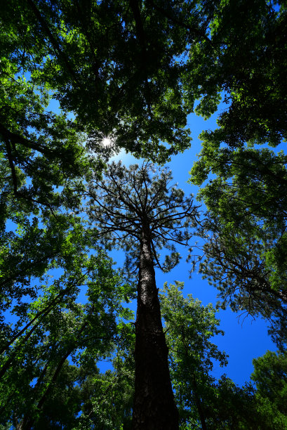垂直视野宽广的松树在森林树冠与橡树围绕它图片下载