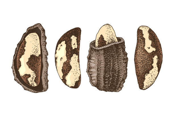 一套手绘巴西坚果图片下载