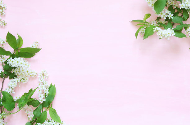 花组成。春或夏背景;鲜花，粉红色背景上的鸟樱桃。-平躺，俯视图，拷贝空间。——图片图片下载
