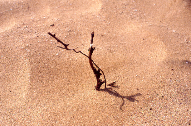 沙漠中的枯枝图片下载