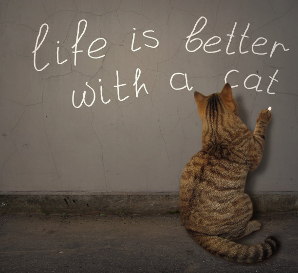 凯特在墙上写了一句话图片下载