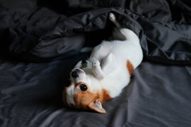 困的可爱吉娃娃狗在深灰色的毯子下在床上图片下载