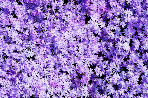 Flowers.Awakening.Morning。夹竹桃和蒲公英。图片下载