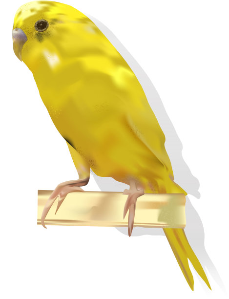 黄色波浪鹦鹉坐在一根木棍上。白色背景。计算机图形学。图片下载
