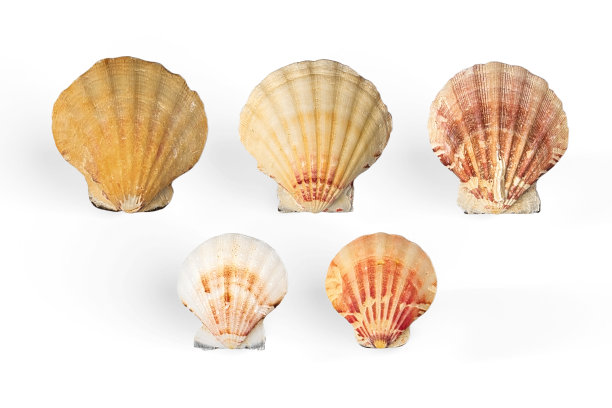 一组孤立的扇贝壳在白色背景上图片下载