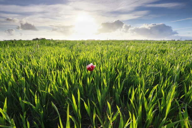 一株红色的郁金香在绿色的草地和户外的阳光下图片下载