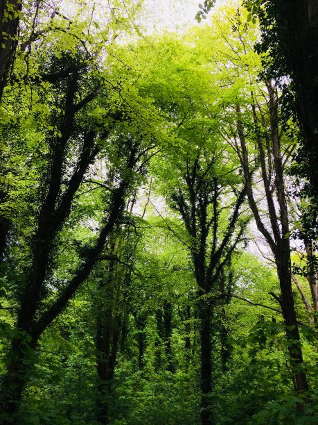 一张彩色照片，一个美丽的阳光下的落叶林地与郁郁葱葱的绿色树叶。图片下载