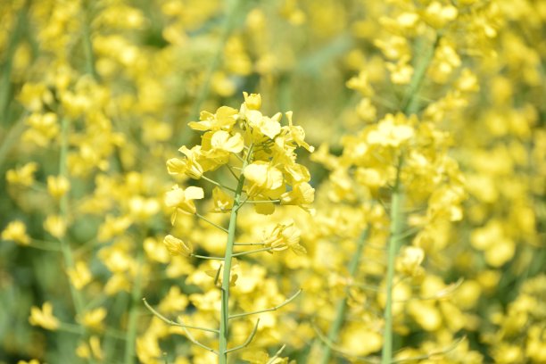 在日本花园图片下载