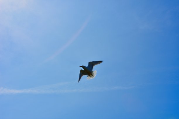 2019年海鸥在蓝天图片下载