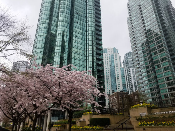 温哥华市中心春天大街上的樱花图片下载