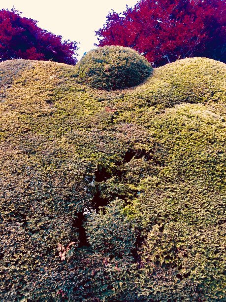 一个圆形的雕花树篱的彩色照片。图片下载