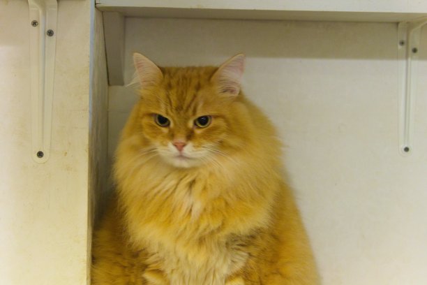 2017年7月9日,日本东京,猫图片下载