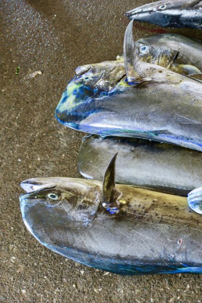 印度渔民在印度喀拉拉邦的海鲜市场拍卖上捕获的新鲜鱼，在印度洋捕鱼。海鱼照片显示的是海豚鱼，无鳔石首鱼鲭鱼，金枪鱼，Mahi-Mahi，川川/鲭金枪鱼图片下载