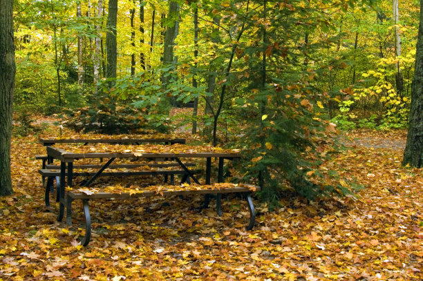 秋天的森林图片下载