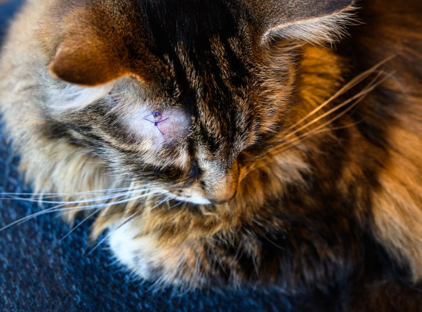 刚做完手术的家猫图片下载