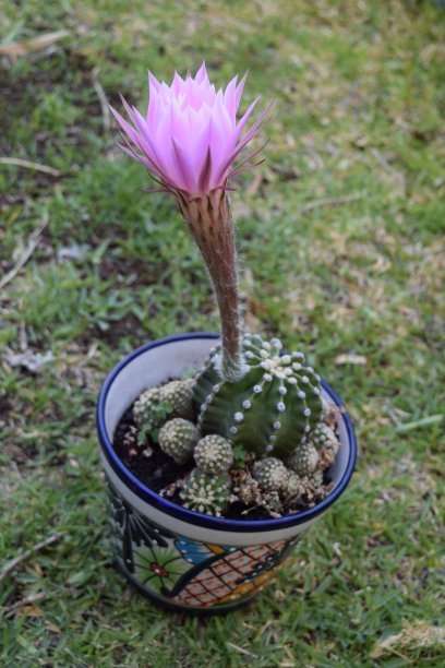 粉色仙人掌沙漠花图片下载