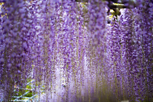 紫藤花，福冈，日本图片下载