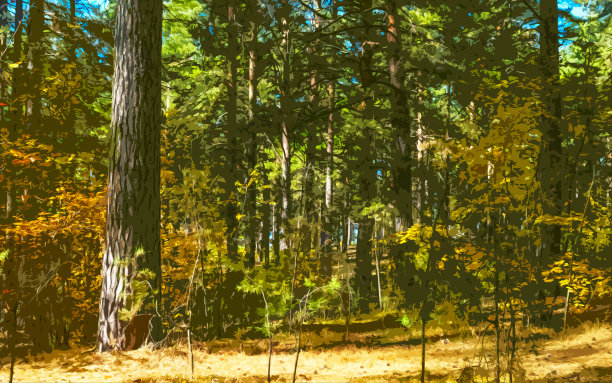 秋日森林里的晴朗空地上有松树的影子。图片下载