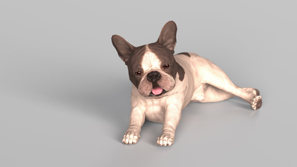 法国斗牛犬tonque出来休息和躺在地板3d渲染图片下载