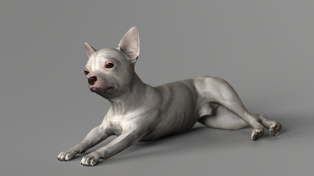 吉娃娃繁殖小goy树脂灰背景3d渲染图片下载