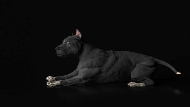 斗牛犬躺在地板侧视图3d渲染图片下载