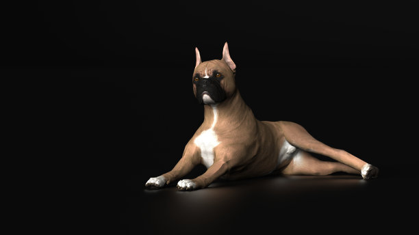 美丽的拳击手狗在黑色的地面3d渲染图片下载