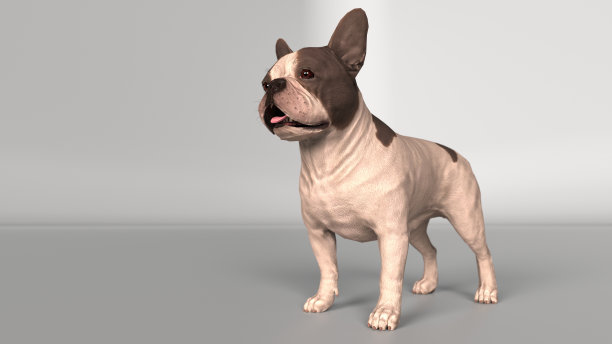 法国斗牛犬站在灰色工作室看起来英俊的3d渲染图片下载