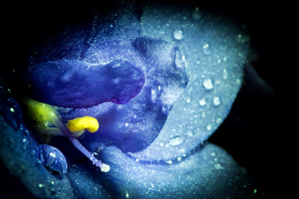 淡蓝色紫罗兰花宏特写。紫罗兰和小插图的创意照片。紫罗兰花的纹理。图片下载