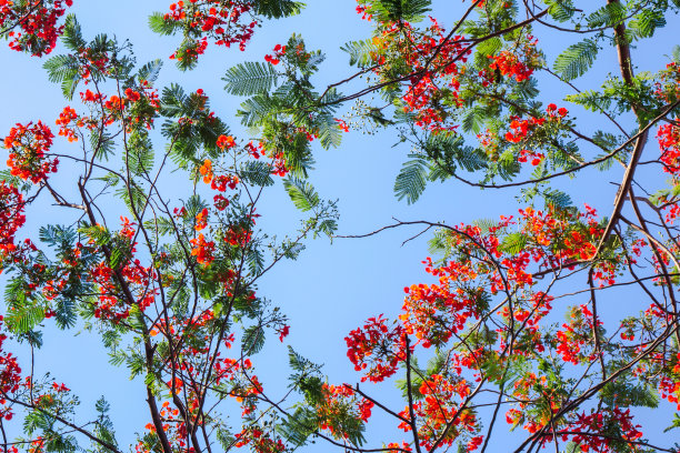 凤凰花夏季红花库存照片图片下载