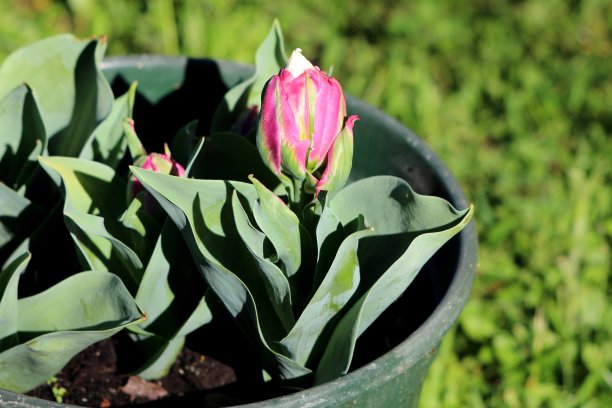 半开放的雪糕郁金香植物种植在当地花园的小塑料绿色花盆，尖的深绿色叶子和新兴的花朵图片下载