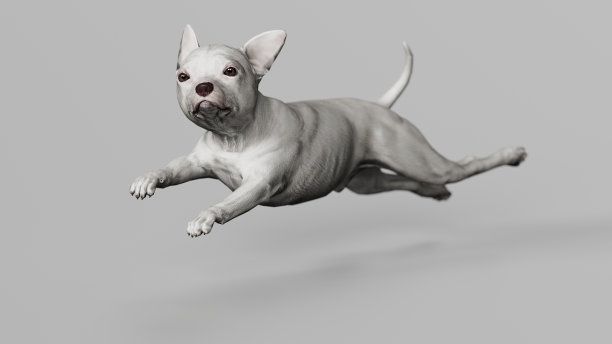 奔跑的吉娃娃就像超级英雄飞行3d渲染图片下载