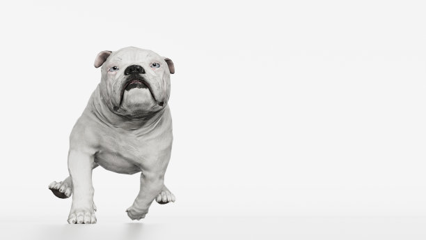 英语斗牛犬奔跑与欢乐正面视图3d渲染图片下载