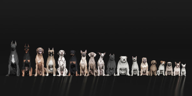 前排视图的狗排队，而坐着的狗3d渲染图片下载