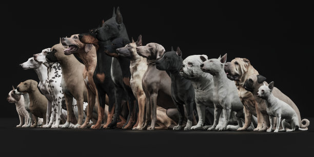 狗狗们坐在一起，向前看。三维渲染图片下载