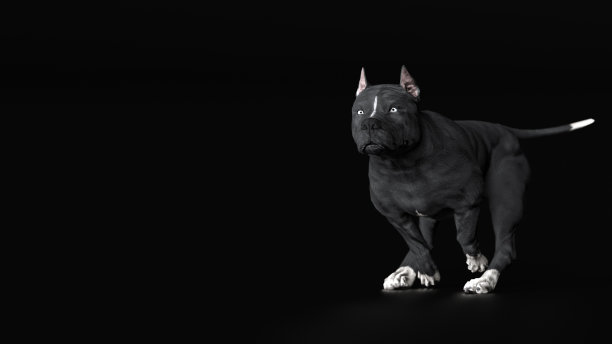 奔跑斗牛犬看起来坚决和愤怒的3d渲染图片下载